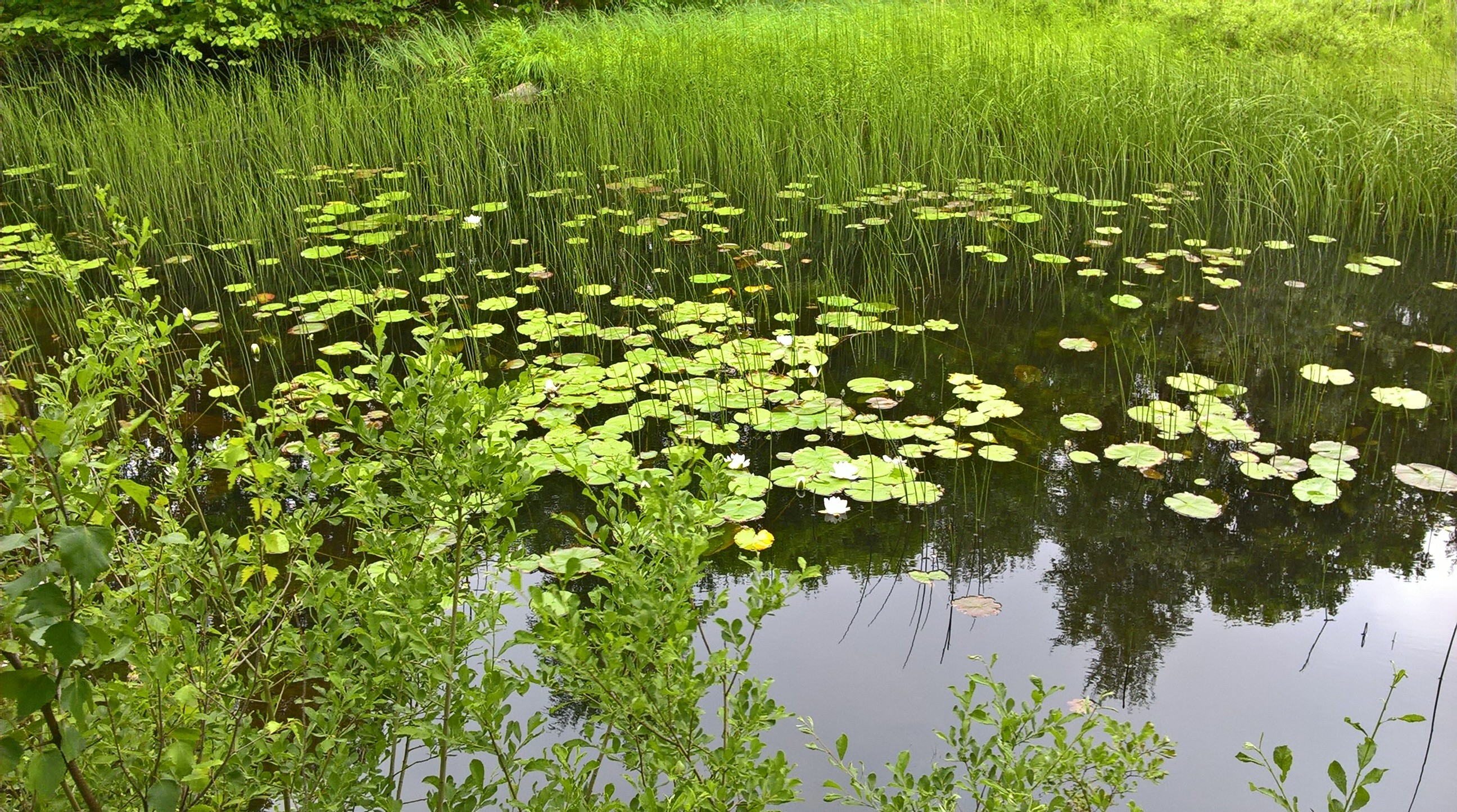 Bakgrunnsbilde